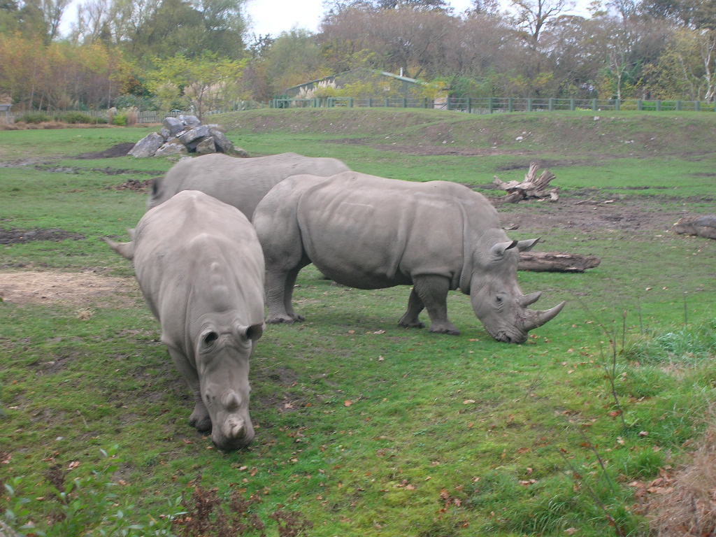 Rhinoceros II