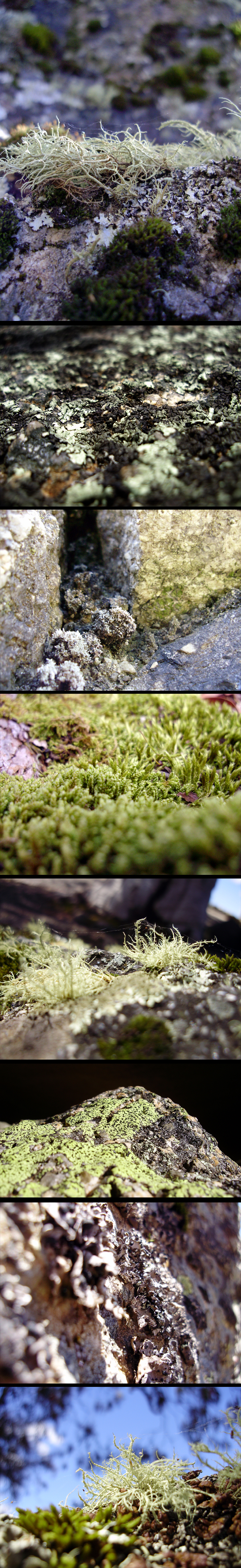 Bryophite Forests