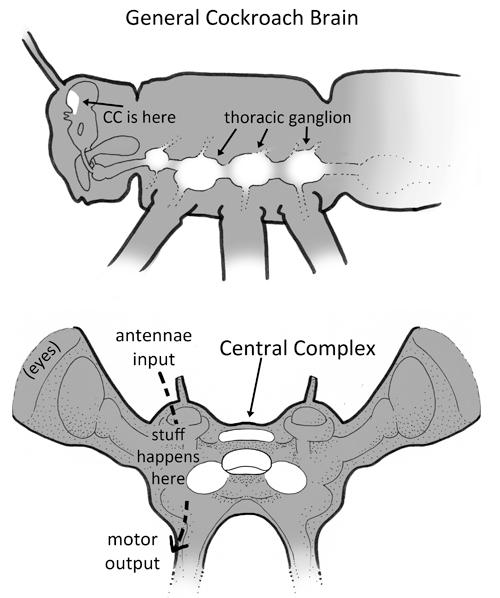 Cockroach Brain by muffin-wrangler on DeviantArt