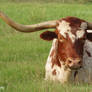 Texas Longhorn