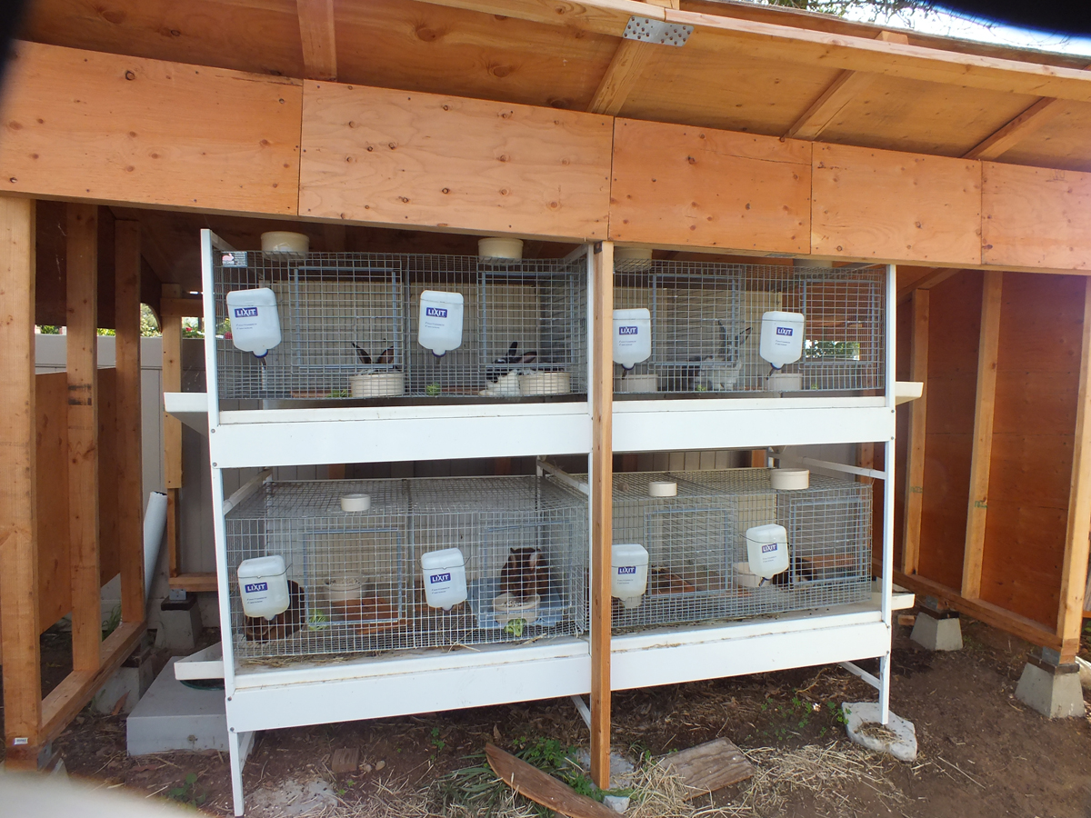 Bunny cages and Barn