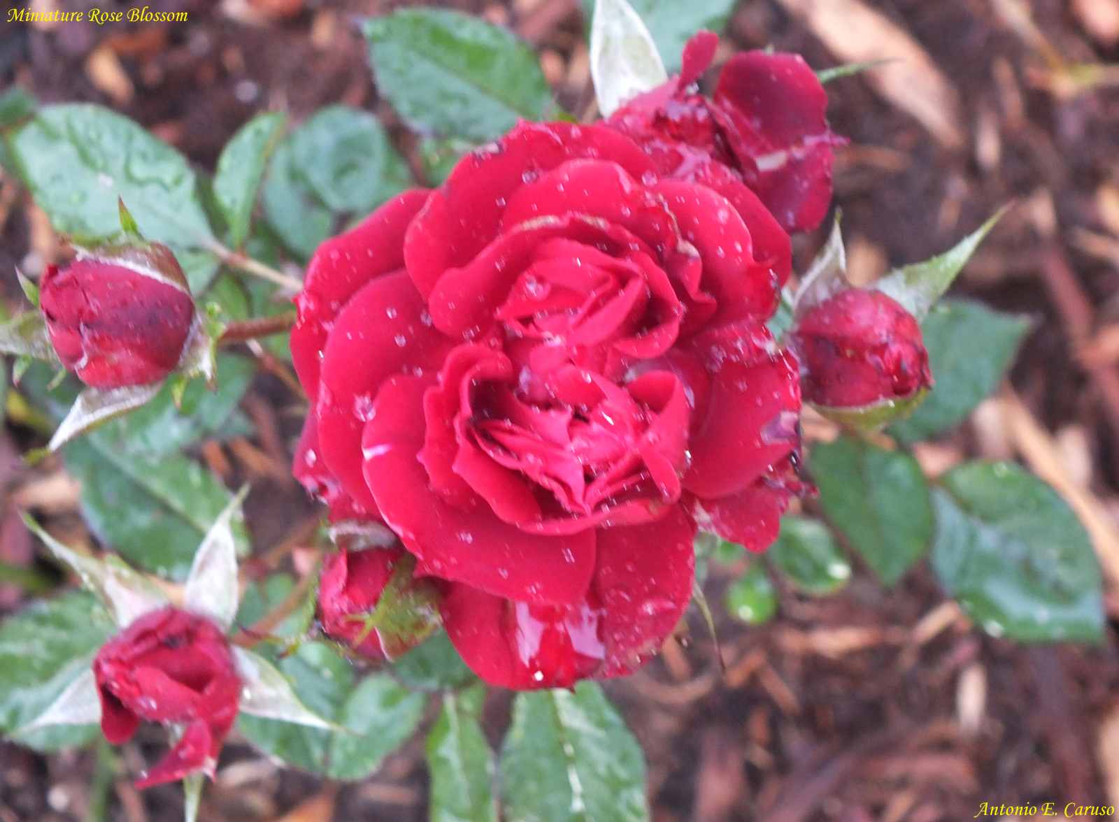 Miniature Rose Blossom