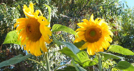 Two Sunflowers Two Bees