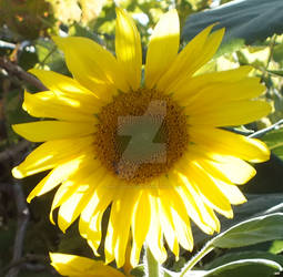 Small Sunflower with a bee