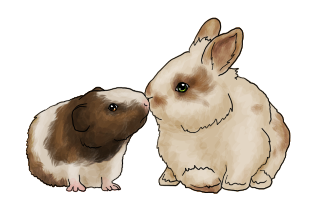 Lionhead rabbit and Guinea Pig by AshleyPhotographics on DeviantArt