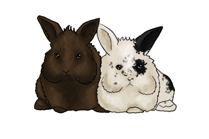 Two Lionhead bunnies by AshleyPhotographics on DeviantArt