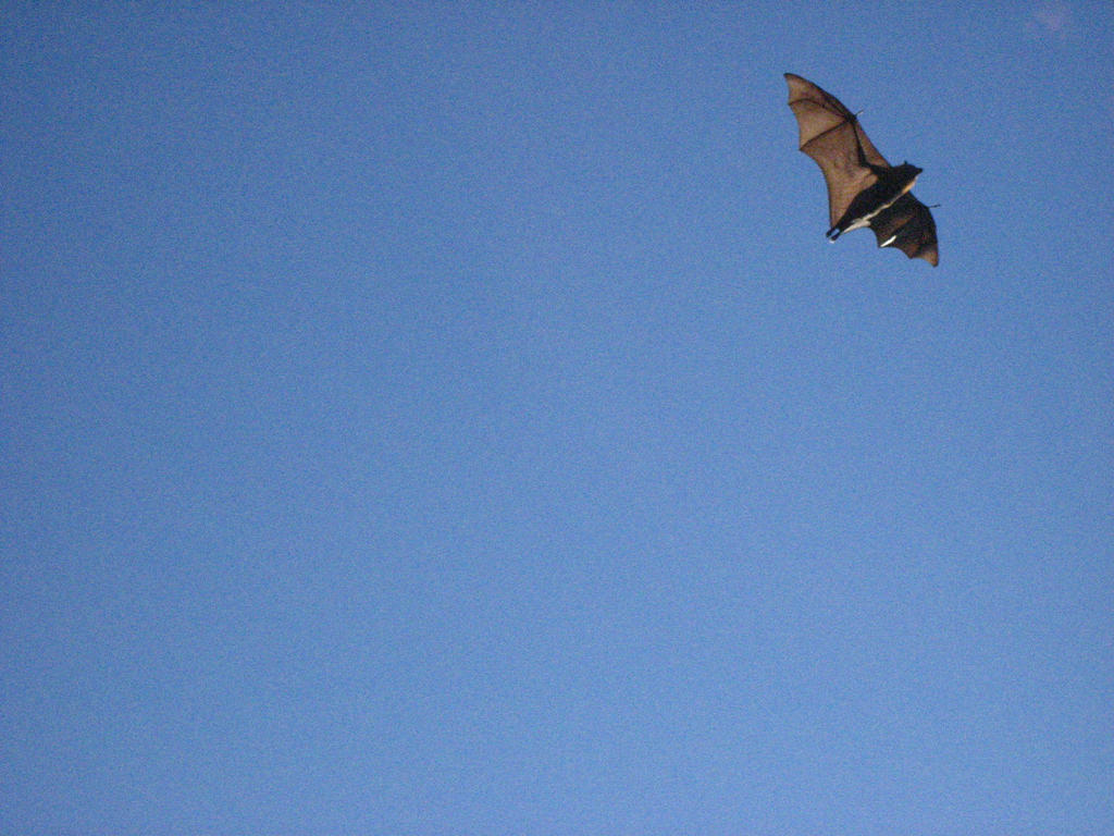 Bat in flight by theyell4 on DeviantArt