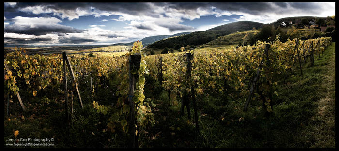 Winefields of the Elzas