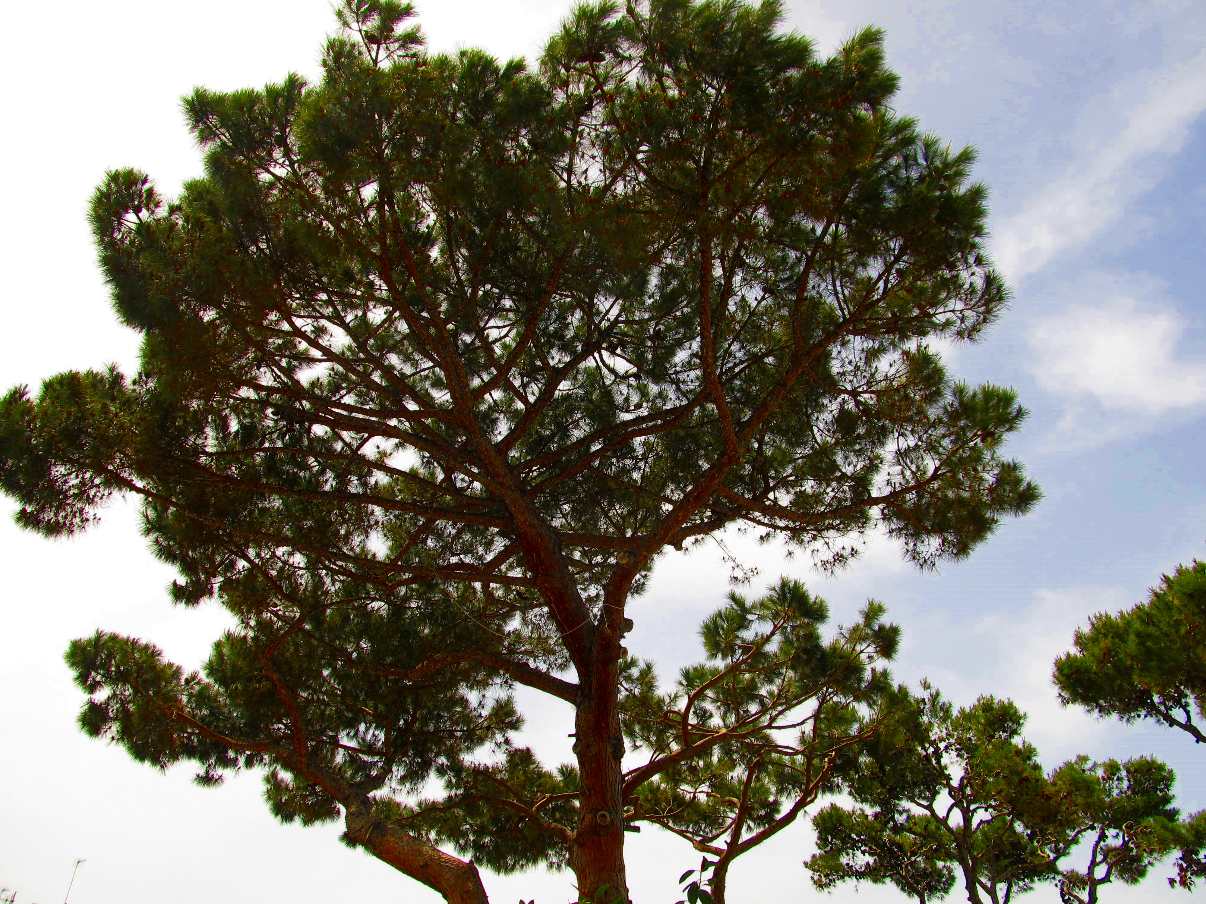 Pine tree of Casamicciola