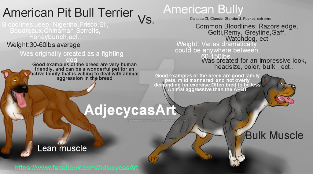 pit bull vs american bully breed