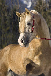 Araber Horse