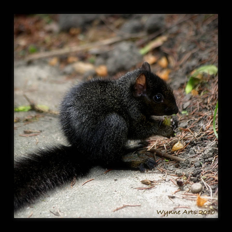 Tiny) Squirrel Avatar - Black
