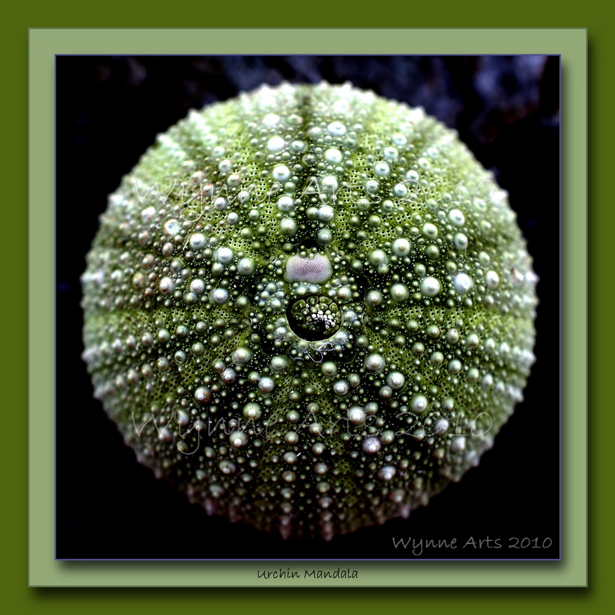 Urchin Mandala