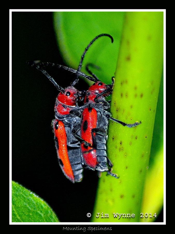 Mounting Specimens