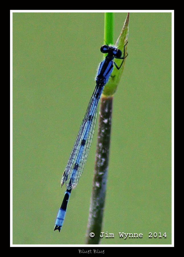 Bluet Blue