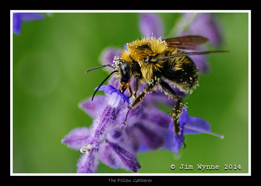 The Pollen Gatherer