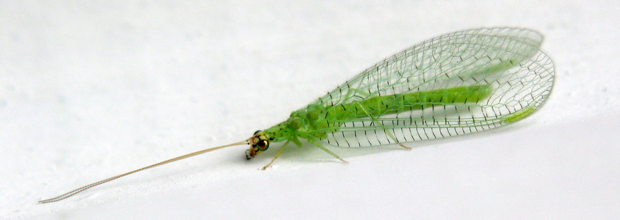 Green Lacewing