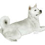 Akita Inu White