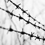 Barbed wire