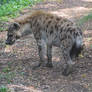 St. Louis Zoo: Spotted hyena