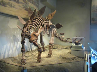 Field Museum: Stegosaurus