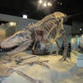 Field Museum: Daspletosaurus