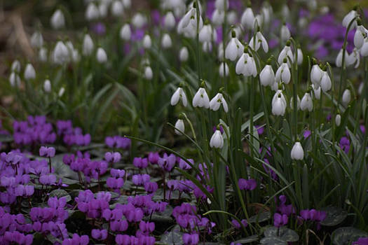 Snow Drops + Yellow Flower