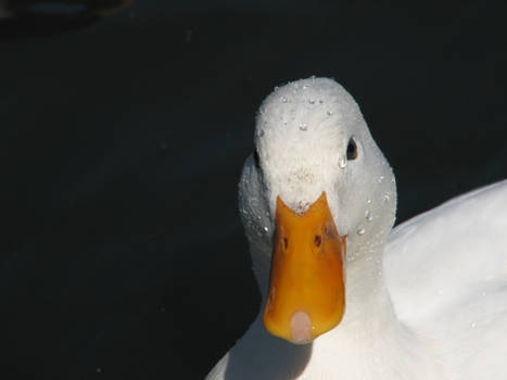 Aylesbury Duck... Me Finks