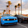 Black n Blue Stangs