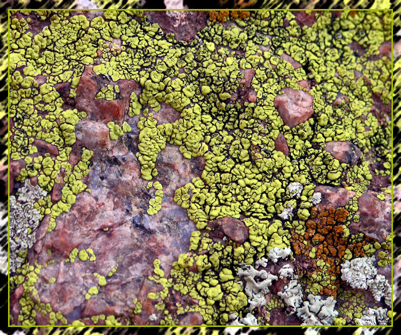 Fungus Texture by Swanee3 on DeviantArt