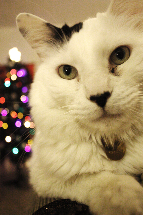 Christmas Cat