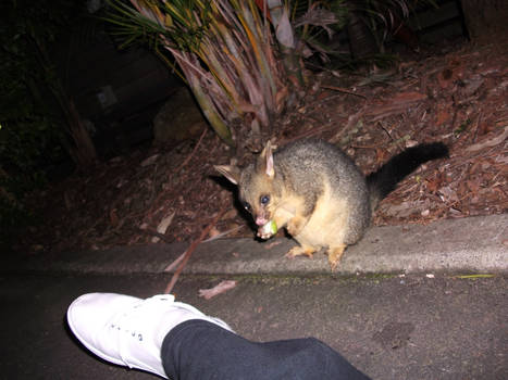 .Possum snackin.