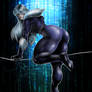 Black cat