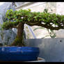 Zelkova II