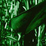 Matrix Replanted