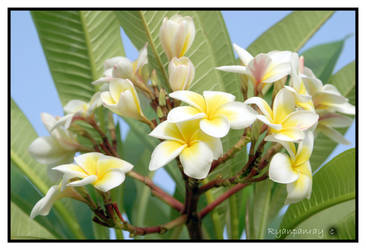 Mauritian Beauty