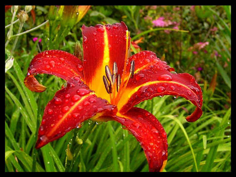 Tiger Lilly