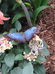 Butterfly Friends