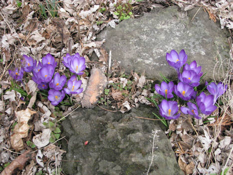 Crocus 2011-1