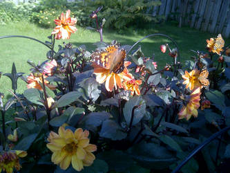 Mom's Garden Butterflies