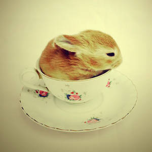 bunny tea