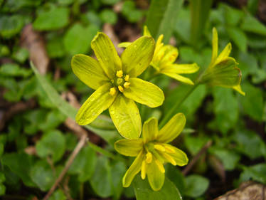 spring flowers