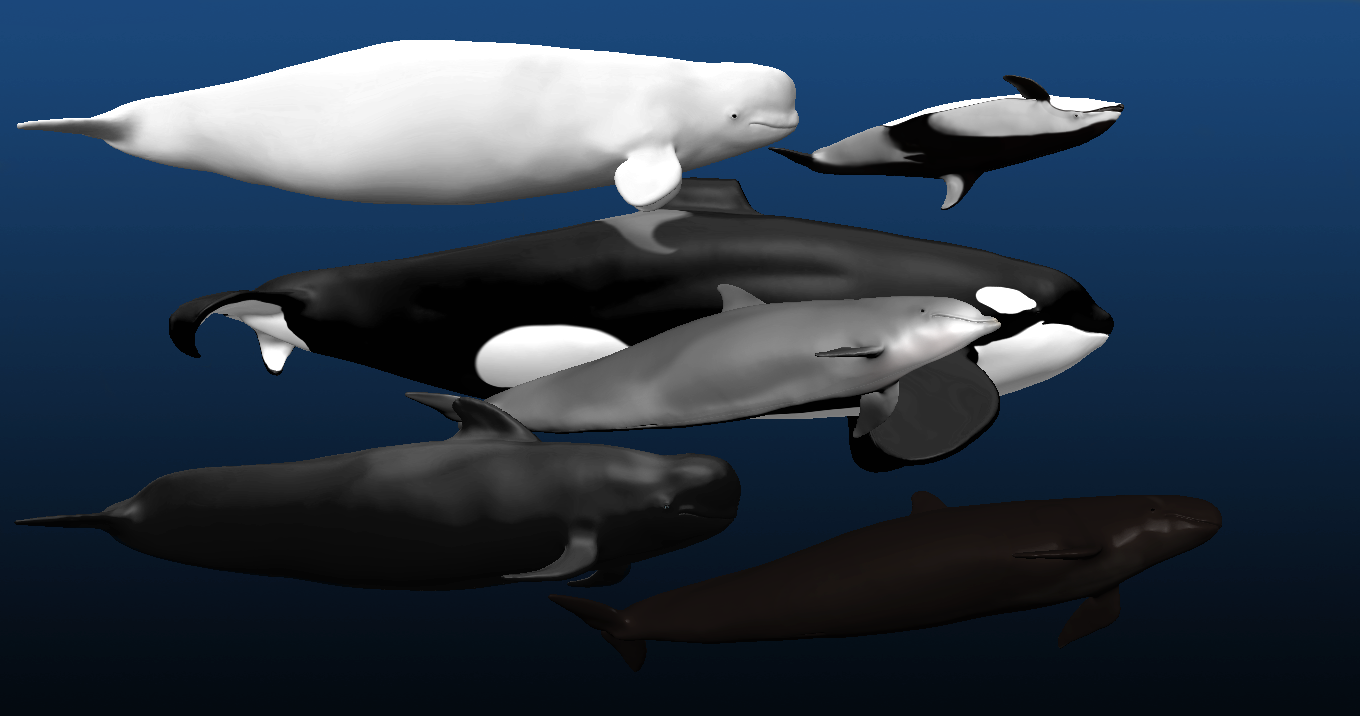 Cetaceans on Parade