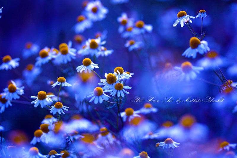 Blue Summer Hour by StrayDog1972 Blue Summer Hour by StrayDog1972