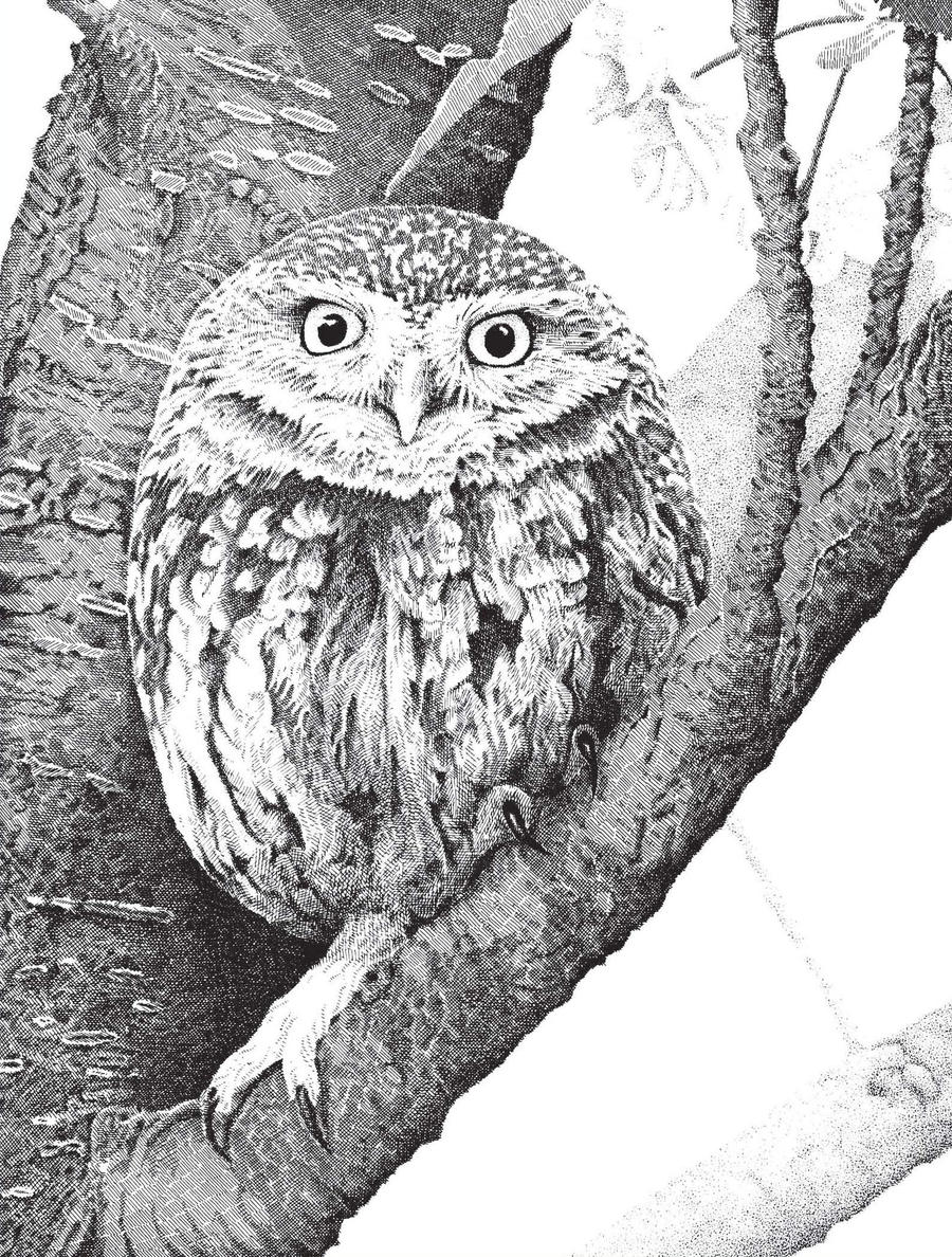 Little Owl