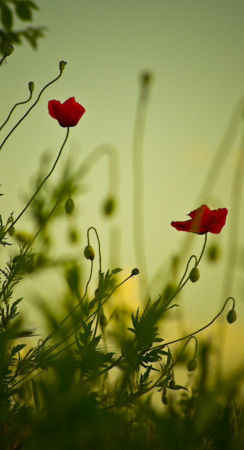 poppies