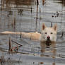 The Swimming Husky