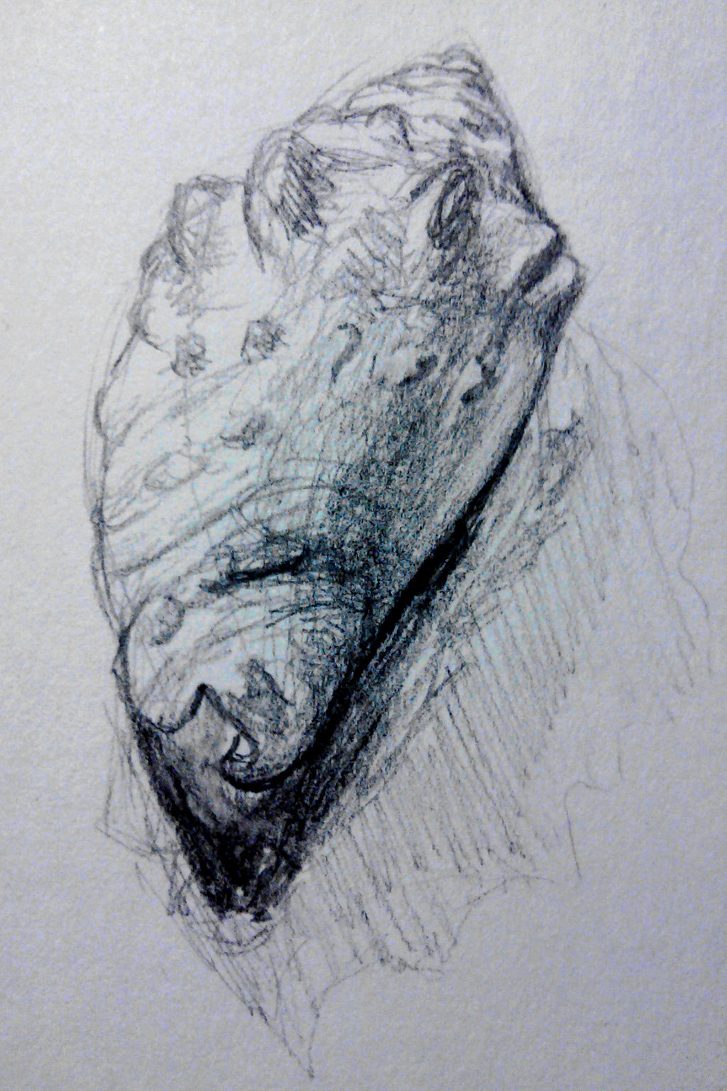 Pencil sketch. A seashell