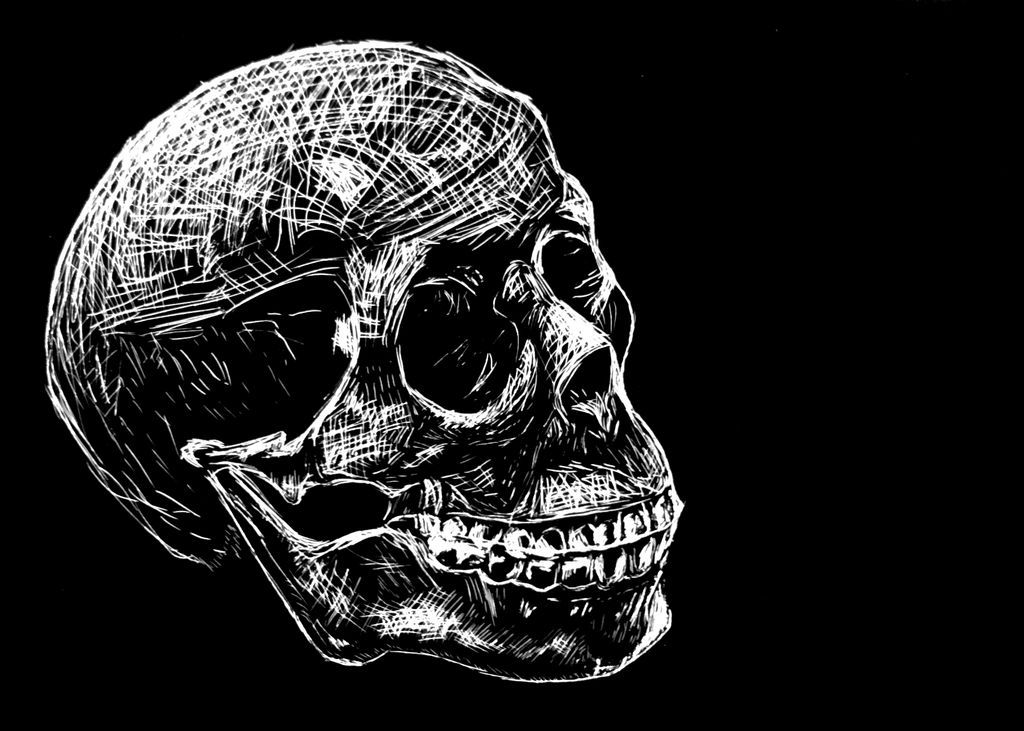 Scratchboard, white on black. Sketch of a human skull.