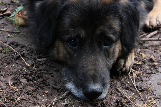 such a cute old mutt